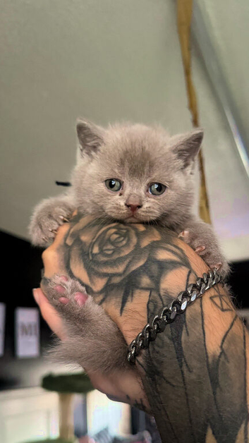 3 beautiful British shorthairs left