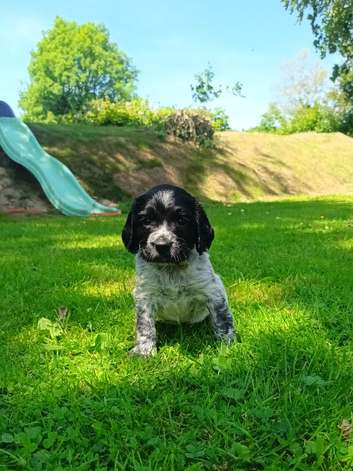 Sprocker Spaniel Puppies for Sale