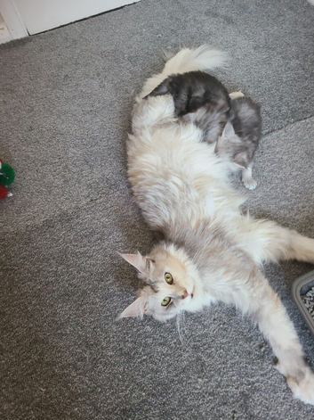 Tica registered maine coon kittens