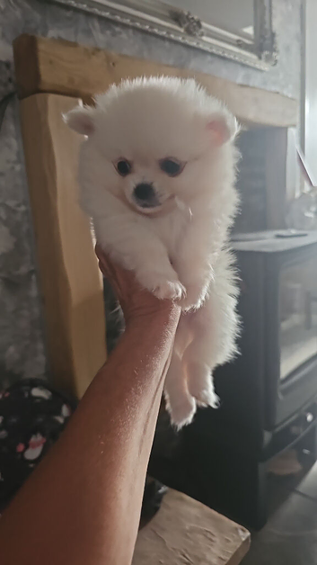 Stunning pomchies
