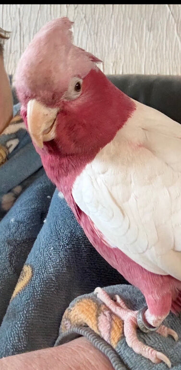Lutino hand reared galah