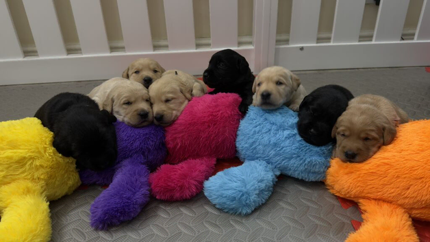 Beautiful Goldador Puppies