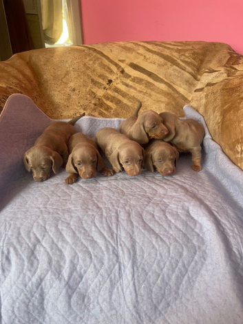 Pedigree miniature dachshund puppies ready now