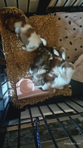 Stunning litter of 3 girls 1 boy shih tzu