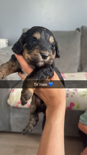 Last 3 F1 cockapoo puppies