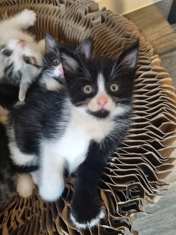 mum cat and 8 week old male kitten