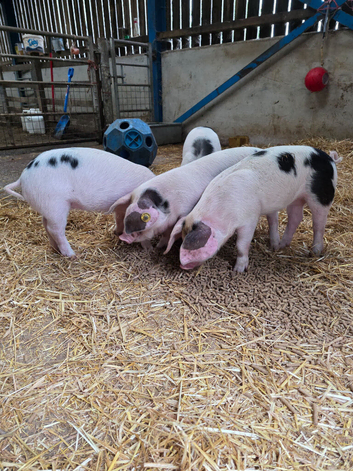 GOS Weaners available