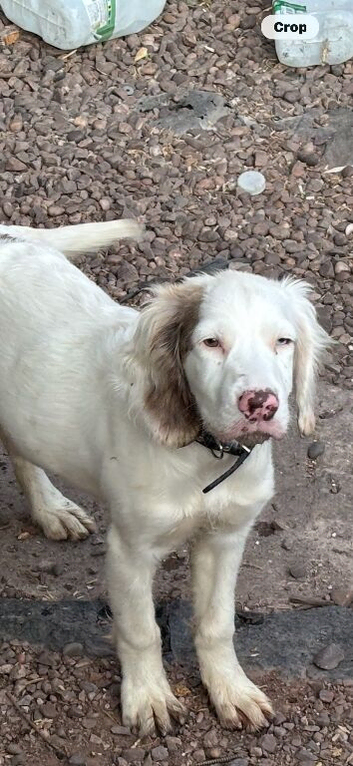 5 month old cocker spaniel