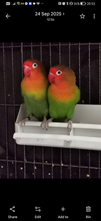 Lovebirds Pair. I have the same add up but I am not able to open the emails..