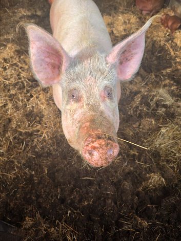 White Sow in pig to tamworth boar