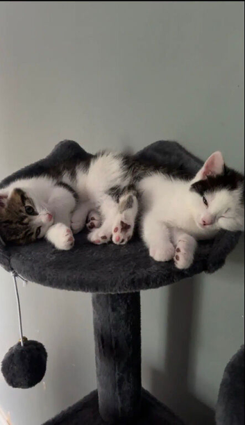 Kittens
