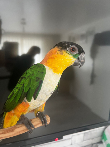 Pair of black headed caique 3 year old