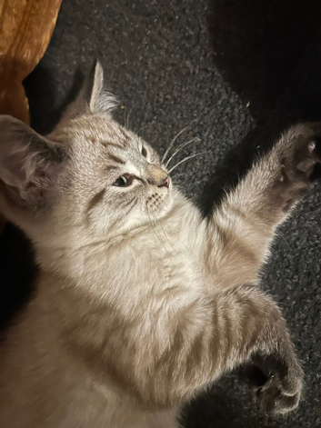 Blue x Siberian