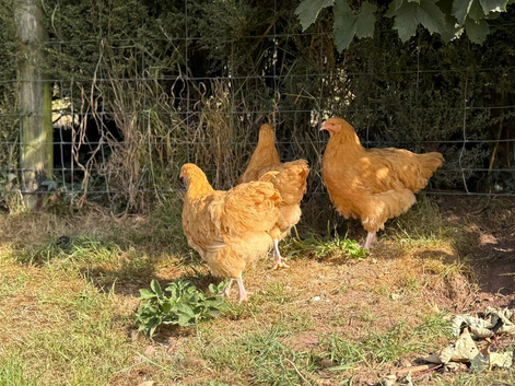 Buff Orpington Chicks