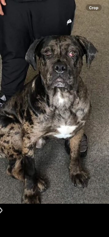 Merle cane corso