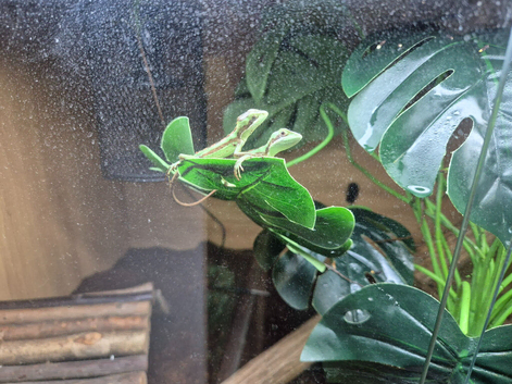 casque headed iguana babies