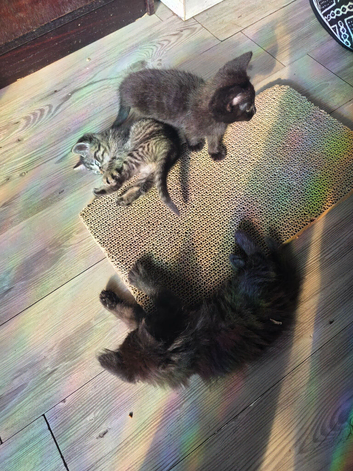 Kittens