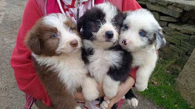 Bearded Collie Puppies