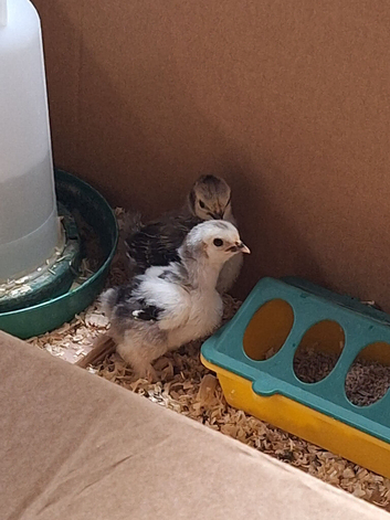 Columbian Pekin Bantam Chicks