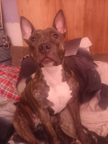 Brindle staffy