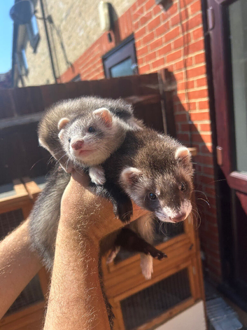 Ferret kits