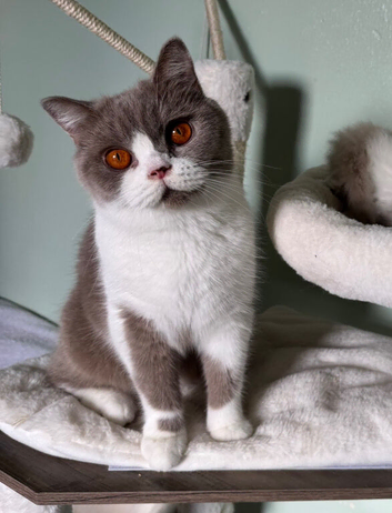 Adult neutered female