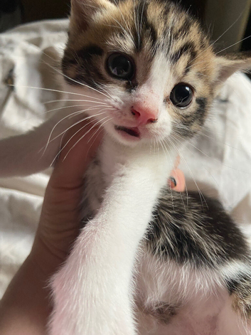 Kittens ready for new homes