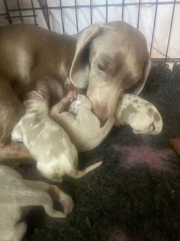 1 left Stunning Dachshund Puppies