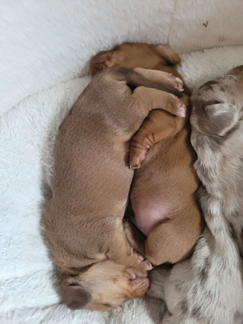 Miniture /dapple dashound puppy's