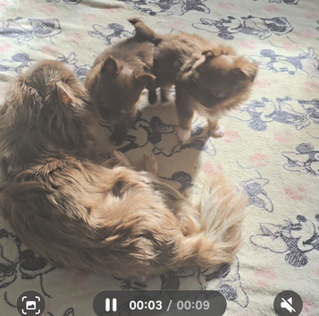 CHOCO & BLUE  Fluffy Babies Looking for a 5★ Home!