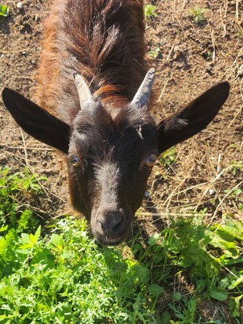 Pygmy Nanny Goats