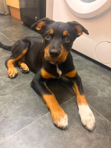 Rottweiler mix with Border Collie