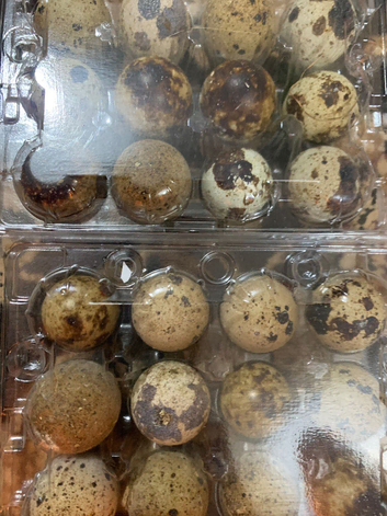 Fresh quail eggs
