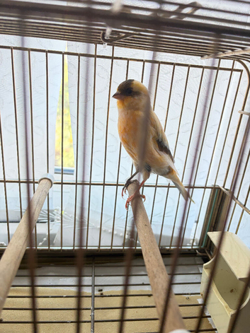 Canaries