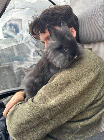 Lionhead bunnies
