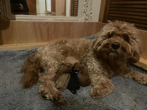 Beautiful F1b mini goldendoodles