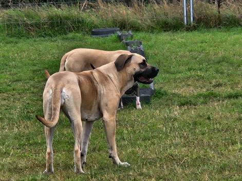 Rehome of my baby girl