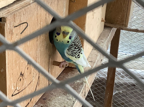 Budgies for sale, different colours, adult males and females