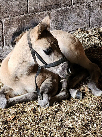 Bonnie Grulla Quarter Horse Filly (deposit received)