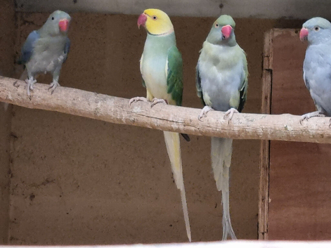 Mutation ringnecks