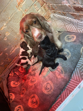 Sprocker puppies