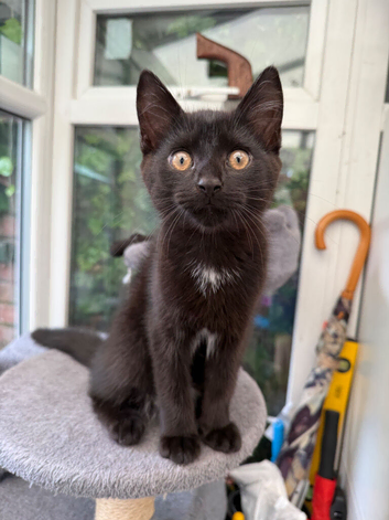 Adorable Kittens Ready for Their Forever Homes