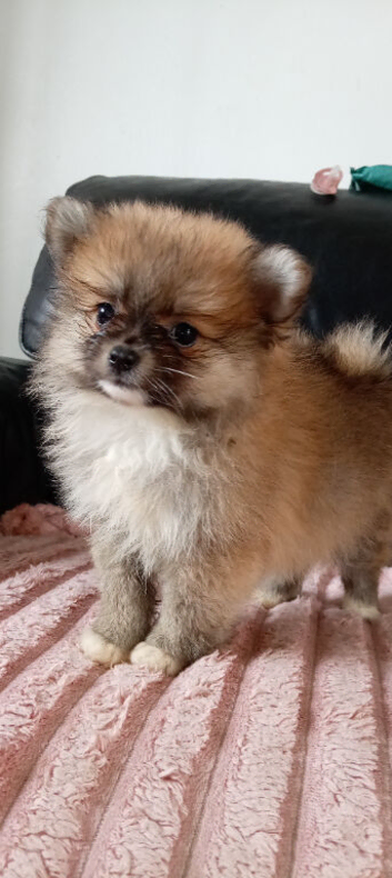 8 week old Female puppies