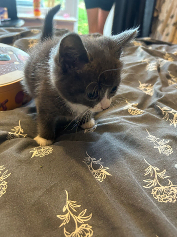 Four kittens 7 weeks old