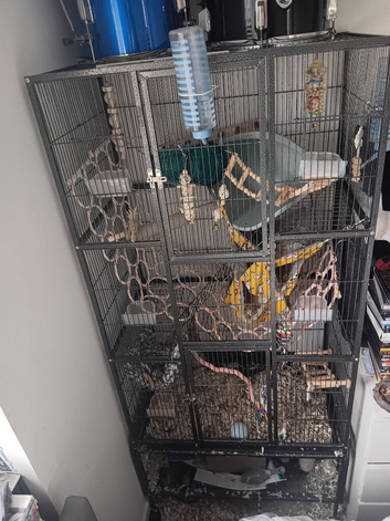 Big Cage and two boy rat's &pound;130