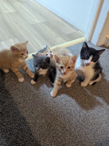 Kittens to find there for ever homes