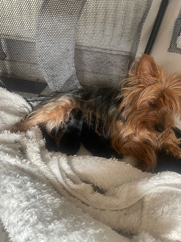 Yorkshire Terrier Puppies