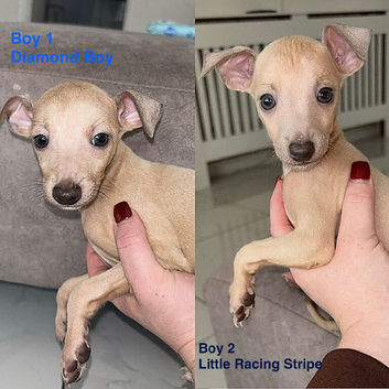 *ONLY 2 BOYS LEFT* KC Italian Greyhound Puppies