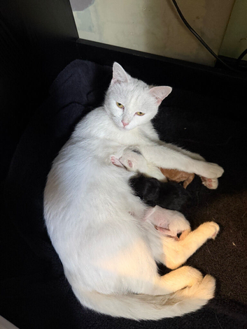 3 girl kittens for sale