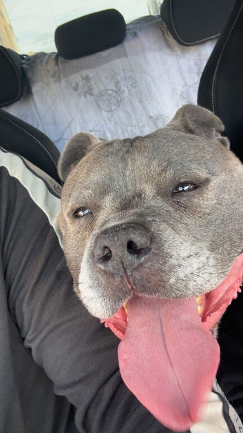 Staffy litter